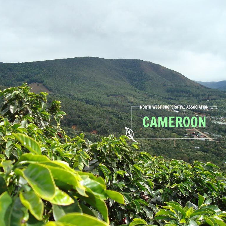 CoffeeCoMission's tweet photo. We have Java in stock! These farmlands are characterized by volcanic soil, high-altitudes, and grown by small-holder #farms. Its unique profile comes from the rich volcanic soil as well as the diversified crop environment. ☕ #coffee #coffeelife #coffeeimporter https://t.co/3Rm9st31BQ