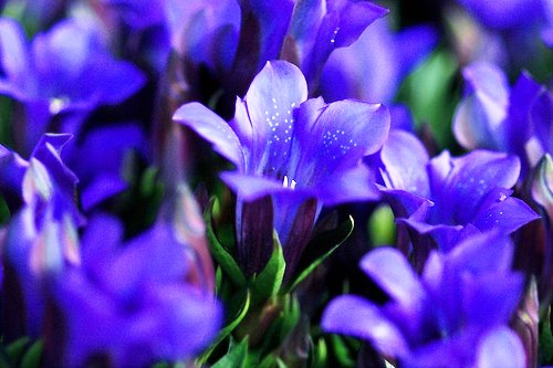希望の花言葉 Sur Twitter リンドウ 花言葉は 勝利 これは上を向く花姿から 勝利を確信している ということが由来となっています 希望の花言葉 Sur Twitter リンドウ 花言葉は 勝利 これは上を向く花姿から 勝利を確信している ということが由来となっています