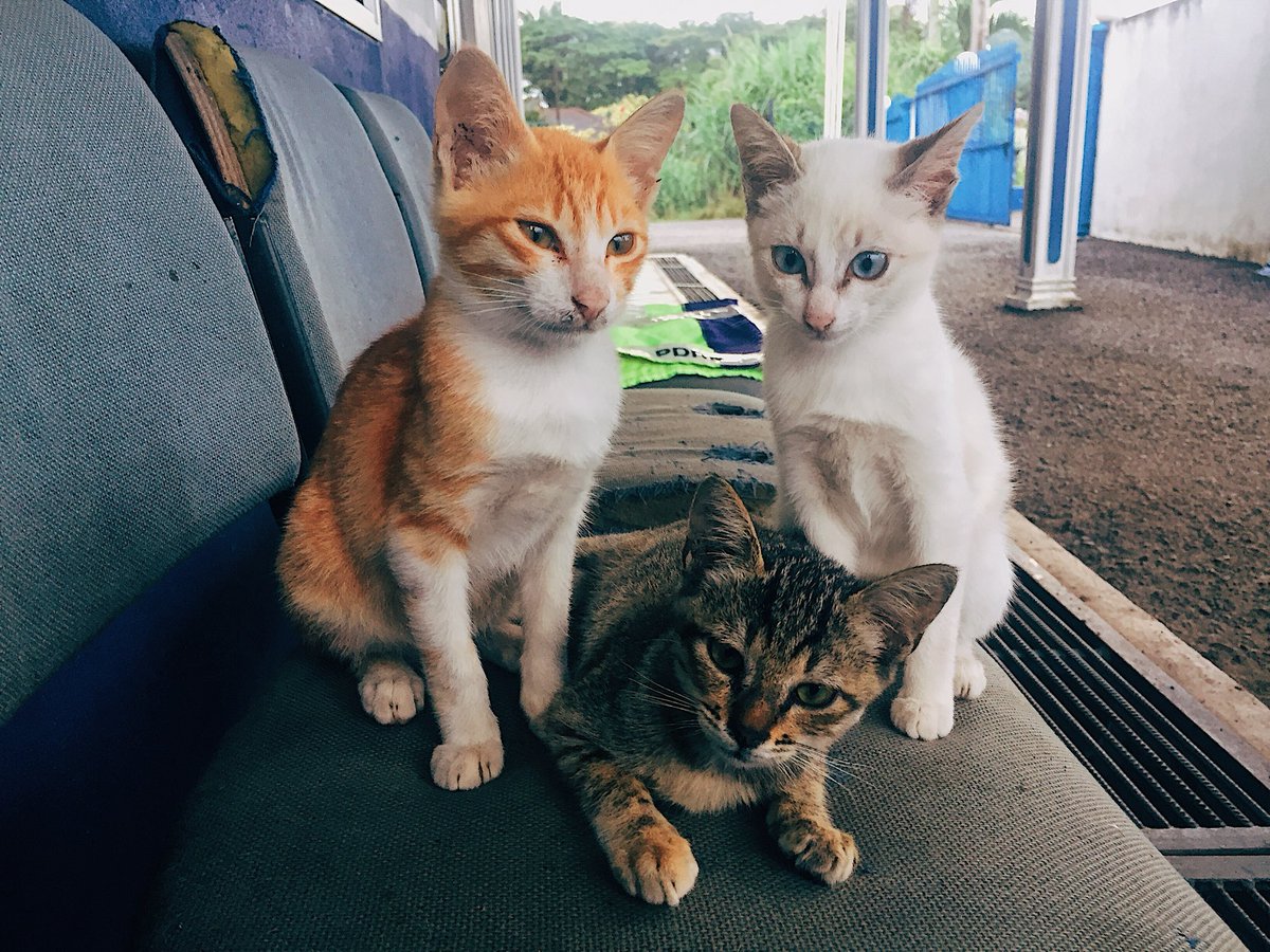 fikrihusaini0's tweet photo. PURRRtraiture 😺😼😽 https://t.co/l2lXQJqqVG