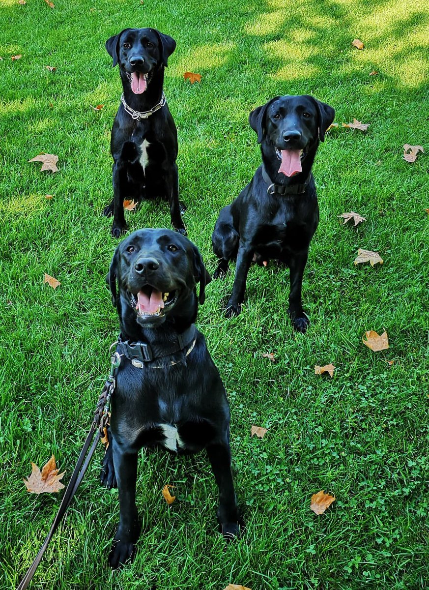 guardiacivil's tweet photo. Hace unos días Thor, Titán y Drako cumplieron su primer año de vida. Ellos fueron los protagonistas de la #OperaciónBautizo de la @guardiacivil en la que vosotros nos ayudasteis a ponerles nombre ¡Feliz cumpleaños cachorros!  

Pronto estarán listos para el servicio a la sociedad https://t.co/yAAM7u16P8