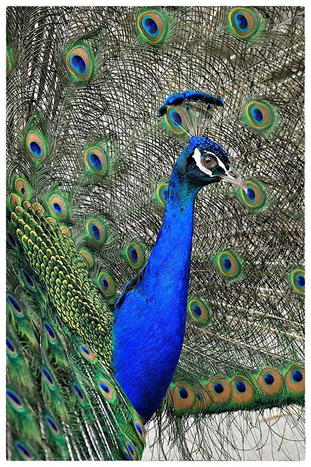 AuboisVeronique's tweet photo. Friday Fancy Feathers !
Peacock @LAZoo #LAZoo #peacock #feathers #fancyfeathers
©Véronique AUBOIS - https://t.co/MvqQAdGREo