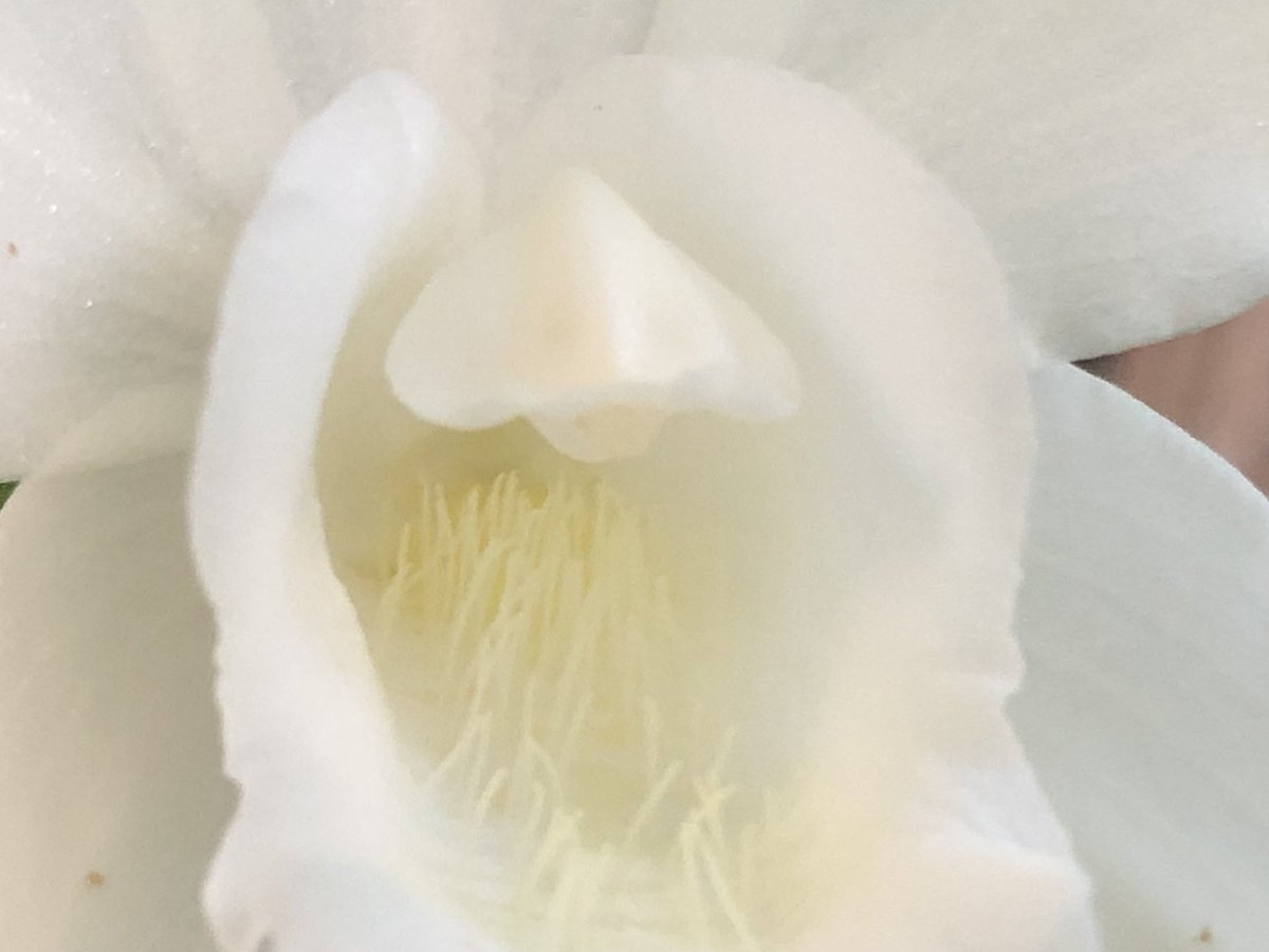 MichaelBenedito's tweet photo. #Coelogyne mooreana var. alba, considered by many as one of the best species in the genus. The standard form of this Vietnamese species has a golden lip, that turns cream in the alba form, giving it a subtle two toned flower. This was my “own Xmas present” a couple years ago. https://t.co/FdRE7HRCh6