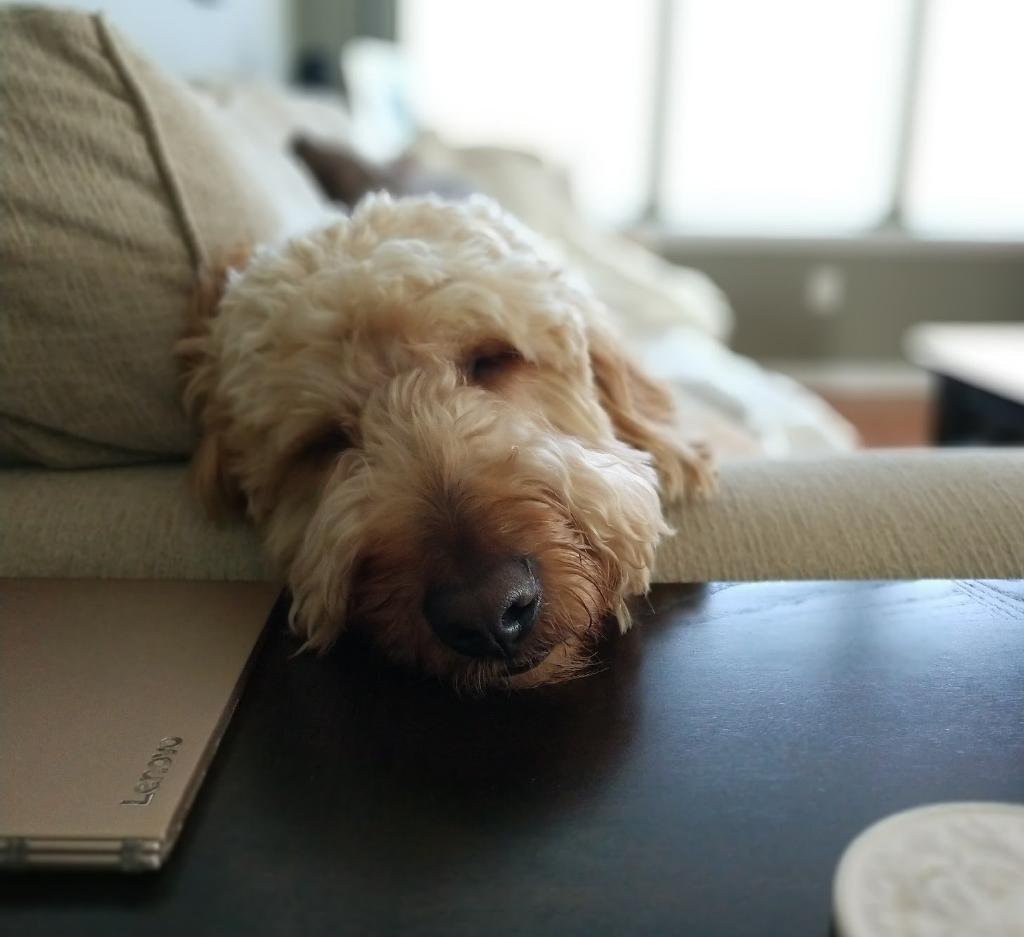 Inizia il weekend e il corpo lo sa ☺️ 🐶 #LenovoYoga