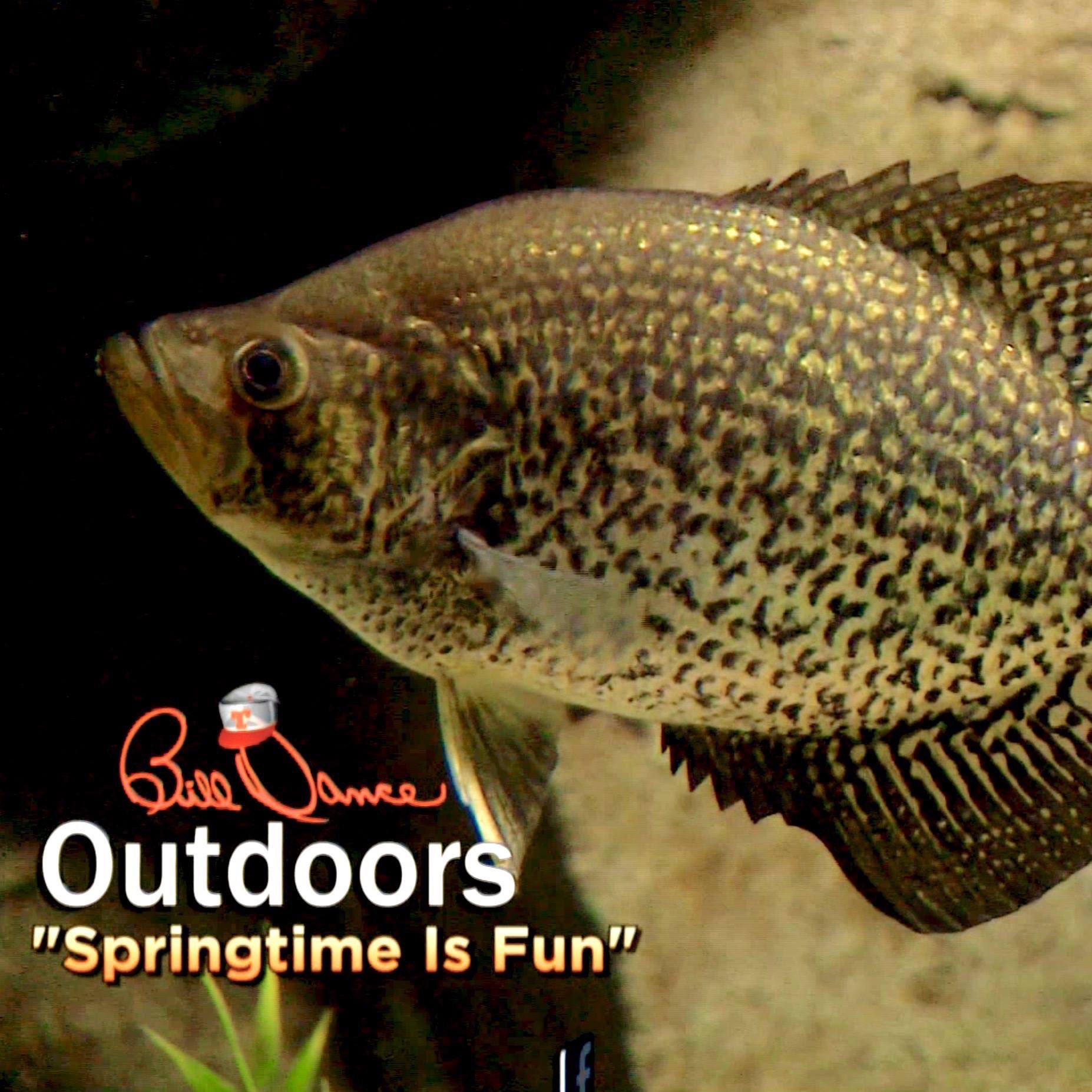 Flooded Timber Crappie  Bill Dance Outdoors 