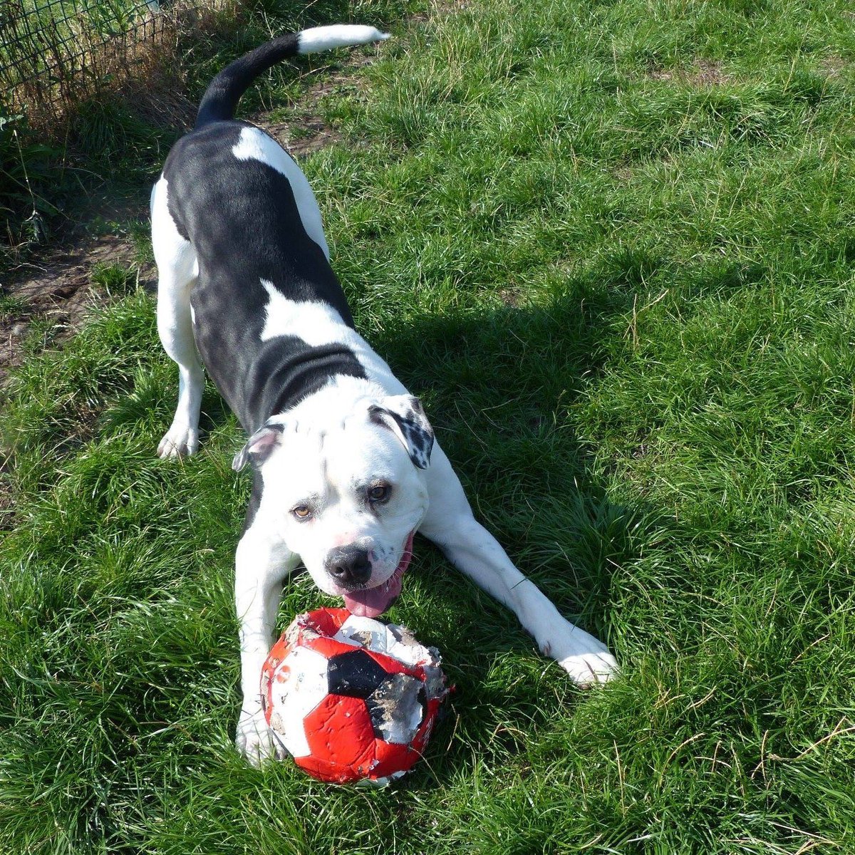 #FridayFeeling  #pawsome playful pupster on the lookout for a fabulous furever home #Samson #itsallaboutthedogs #TeamZay plz contact Lisa for more info 07455179155
