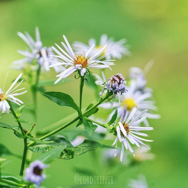 cordtripper's tweet photo. Wild Daisy's ....
....
....
....
#post504 #cordtripper #newyork #catskills #flowers #wild #daisy #nature #scenic #landscape #macro #plant #traveling #photography #travelphotography #travelpics #stamped #artofvisuals #exploringtheglobe #wanderlust #stayandwander #travelgram #… https://t.co/Rhyo48esdz