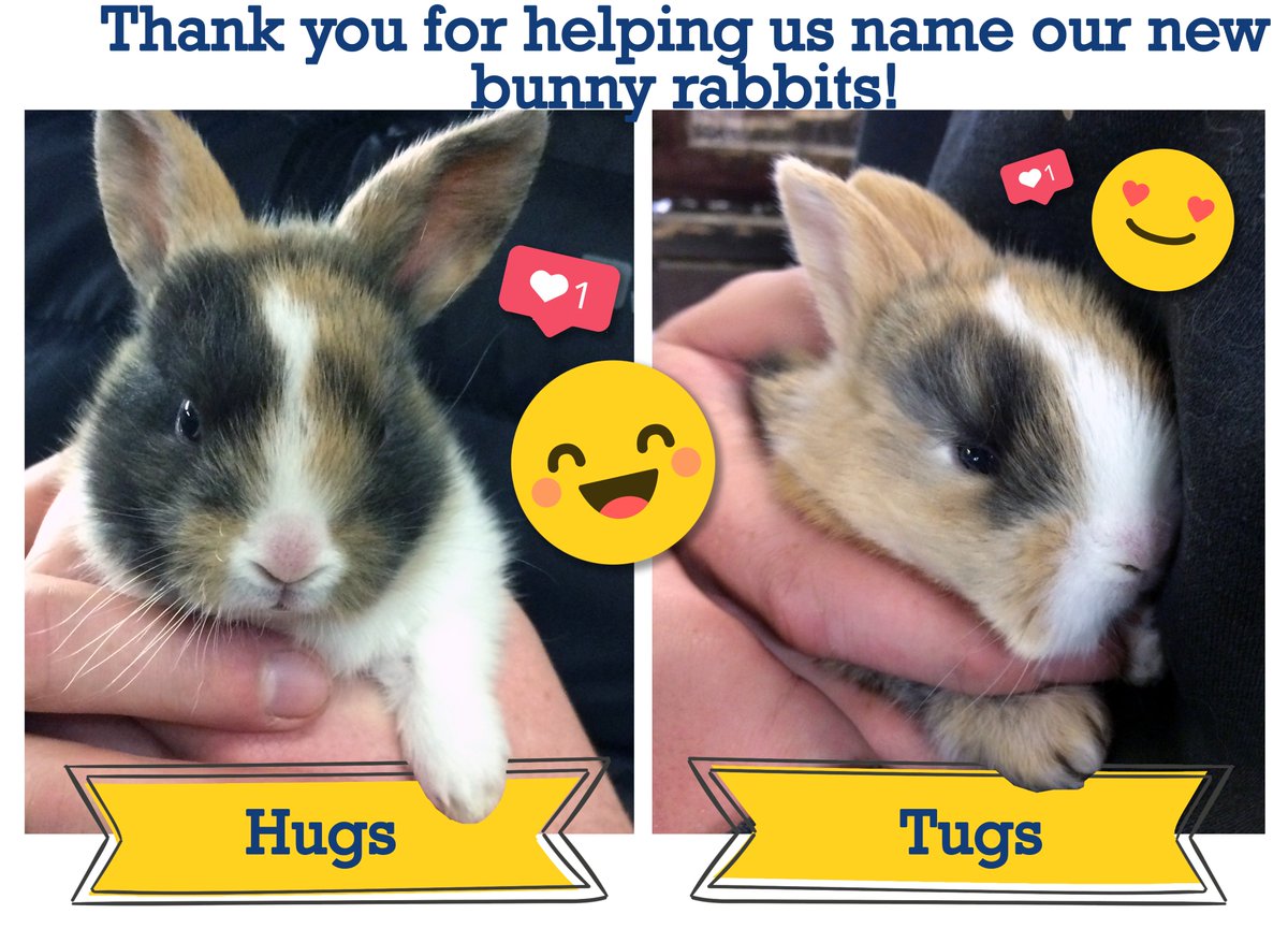 DellFarmCentre's tweet photo. Thank you for all your great name suggestions for our fluffy new arrivals! We are delighted to announce that we have chosen 🥁drum roll please 🥁 Hugs and Tugs, sent in by @Mazlionheart - it suits them perfectly, thank you! 🐇🐇 https://t.co/2yWLOwSKHB