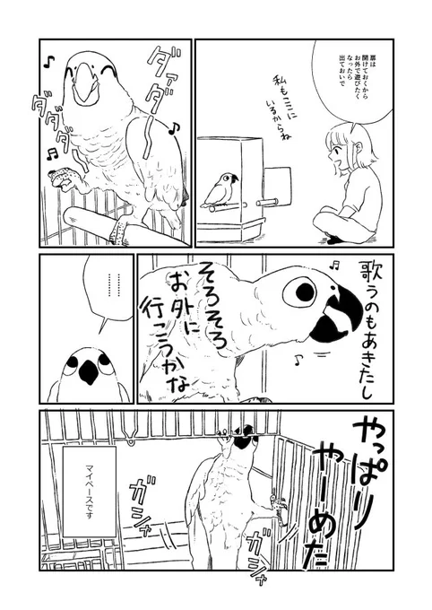 漫画 途中ですが…。最近よく「ダァダァ～♪」って歌います #ヨウム #ヨウムのロッコ 
