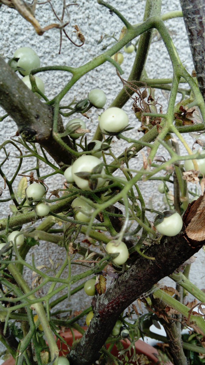 GreenFlag_5's tweet photo. We went out to visit the garden today it was still very windy! We found plenty of conkers that had fallen from the tree, we also picked some tiny tomatoes and lovely lavender! #greenschool #giy #msoconnellsclass https://t.co/SAvp94SR1B