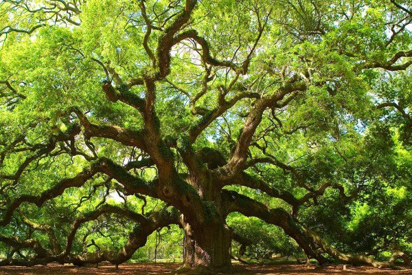EPaganism's tweet photo. Our ancestors held large, old trees in high esteem. They often used them as a medium to connect to the Gods. In the Germanic Pagan tradition, the entirety of existence consists of a giant tree, named #Yggdrasil. #TreeOfLife https://t.co/KmaVHbKJ3B