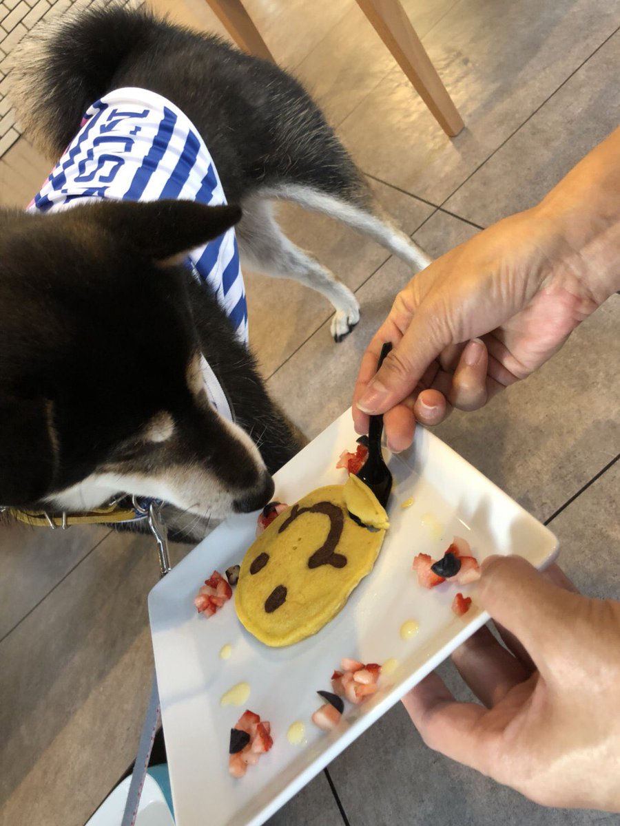 sachi_karin18's tweet photo. ドッグカフェに行ってきたよ!
#ハロウィン のセットで📸
#LAWSON じゃないよ!
#wanson のユニだよ!
ワンコのバナナパンケーキ🥞
美味しそうに食べたよ! https://t.co/XGMUudNAVU