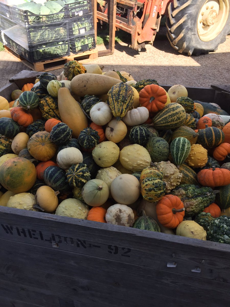 DymockFarm's tweet photo. Gourd harvesting.. done #autumncolours #dymockfarm #BuyLocal https://t.co/W4bZM3YvVR