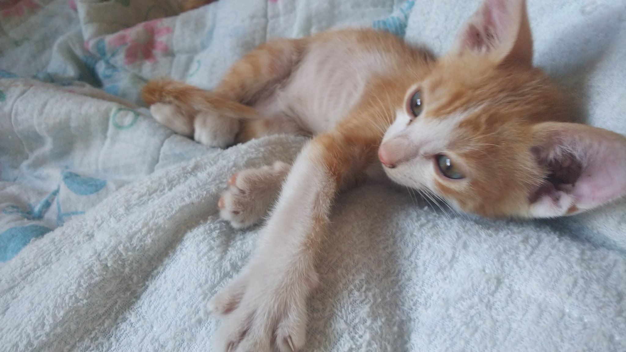 紫陽花 on Twitter "7月12日に保護した野良猫ちゃんが♂オス3匹産みました。 今はキャットフードも