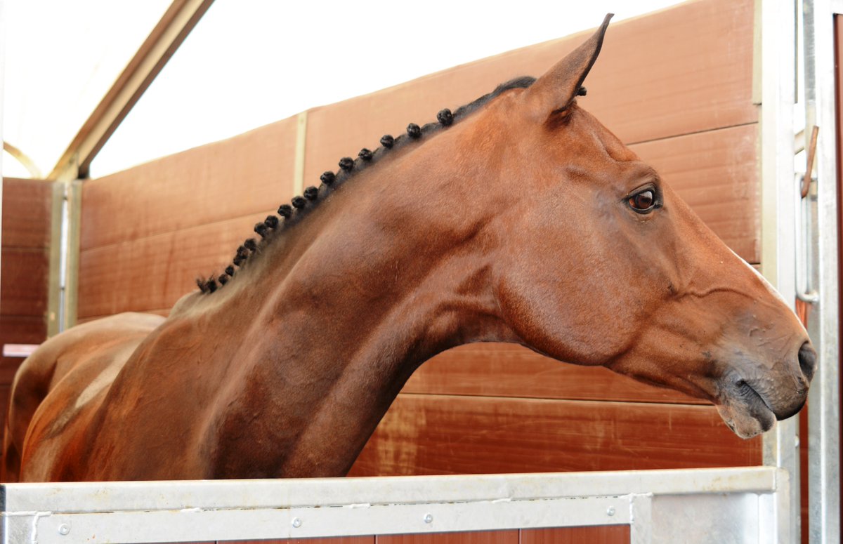 Mike Winter, <a href="/wayfarerevent1/">Wayfarer Eventing</a>, competed at <a href="/BlenheimHorse/">Blenheim Palace International Horse Trials</a> with El Mundo, co-owned with our Equine Director Jonathan. He finished 28th out of 80 starters on 50.5 with a double clear! This was a pipe dream in March when he was still novice horse. What a week! 

#PoweredByProtexin