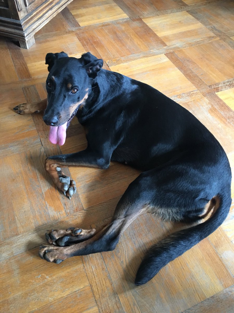 Sianay_'s tweet photo. One of the reasons why I like to work from Home 🏡 🐶 https://t.co/h0FfPhPdv6