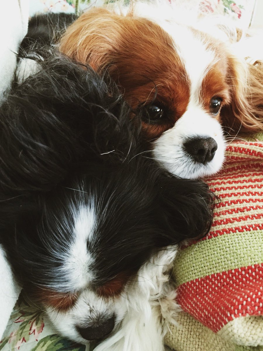 casualinteriors's tweet photo. It is with a very heavy heart We said goodbye to our precious Ladybug as she crossed over the rainbow bridge yesterday. Run free in the fields our precious angel. xox https://t.co/3bDML7uJSo