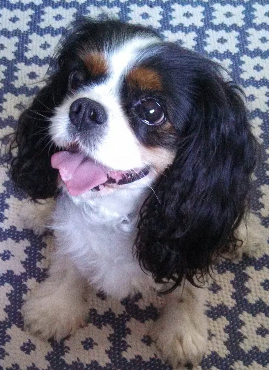 casualinteriors's tweet photo. It is with a very heavy heart We said goodbye to our precious Ladybug as she crossed over the rainbow bridge yesterday. Run free in the fields our precious angel. xox https://t.co/3bDML7uJSo