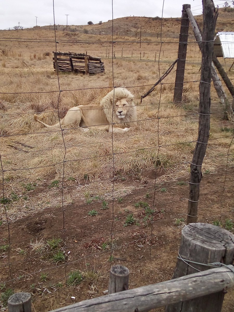 Sly_Fish3's tweet photo. I saw a white lion on a field trip with the kids https://t.co/EXA5hdMpgd