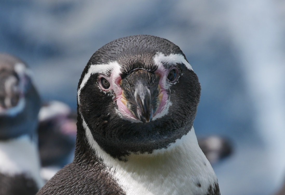 Twitter 上的 なつ ペンギンの正面顔ってなんでこんなに可愛いの ペンギンヒルズ こども動物自然公園 T Co Q4vp6vsz7e Twitter
