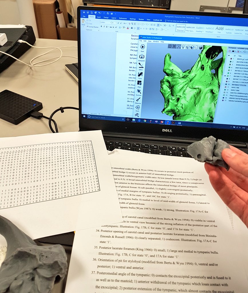 Palaeo_JRule's tweet photo. 3D scans, skulls and 3D prints! All helpful when coming up with new morphological characters for the ear region of #phocids this #FossilFriday https://t.co/psk58Conls