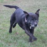 Rehome_Me's tweet photo. Staffy x Collie girl indeed, she absolutely loves people, cuddles, fuss, attention, having her tummy tickled...anything people related https://t.co/24gqkGUn6m #rehomedog #adoptdontshop #lookingforahome #staffycross https://t.co/fva64DyQeO