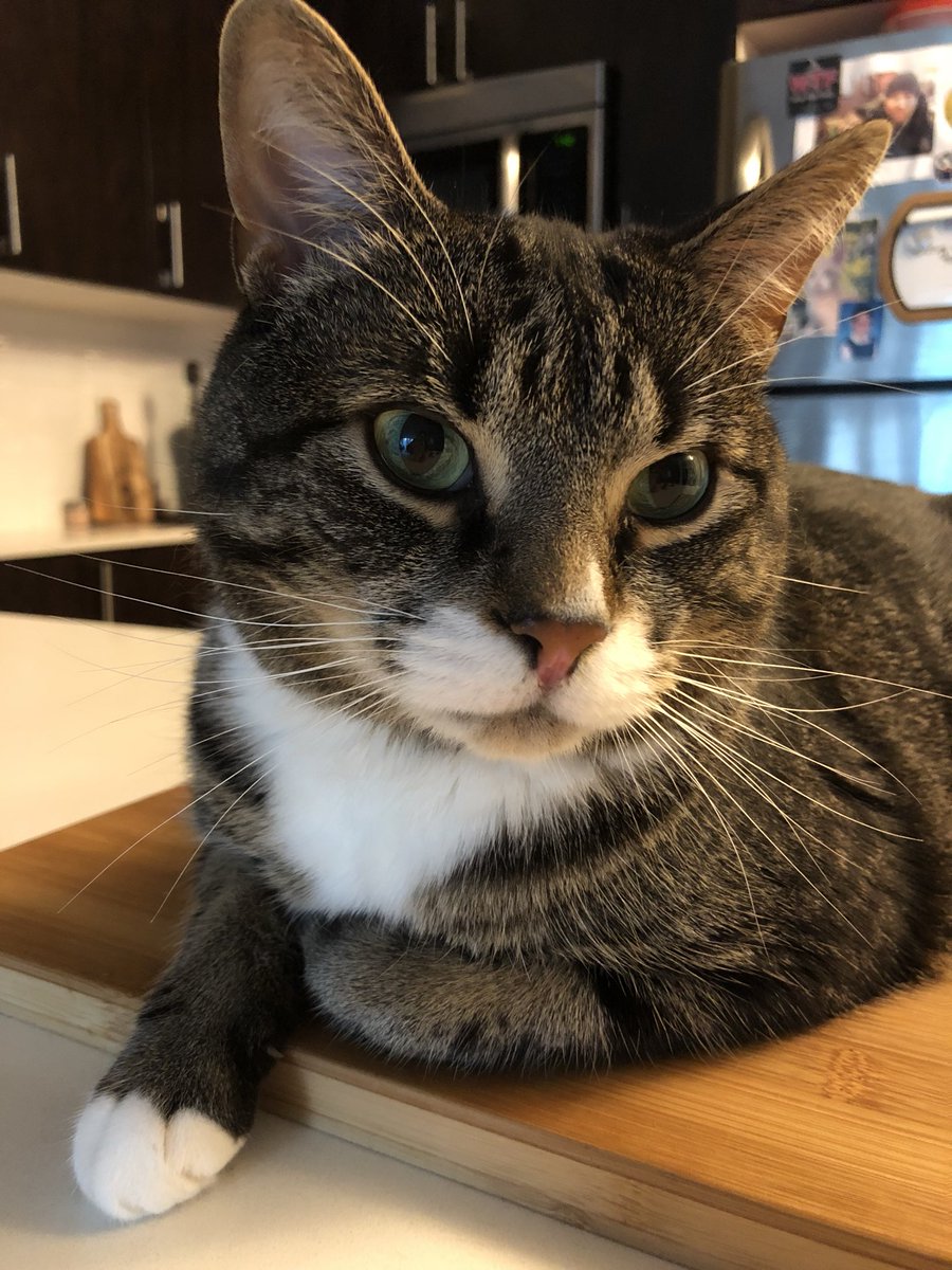 green_eyed_doll's tweet photo. #MeetEV #EV #LovableGrump #GranTorino #GrowlsAtKittens #Gargamel #Eevee #CrankyPants
#GreenEyes #TwitterPerfect https://t.co/ey164Kebhs