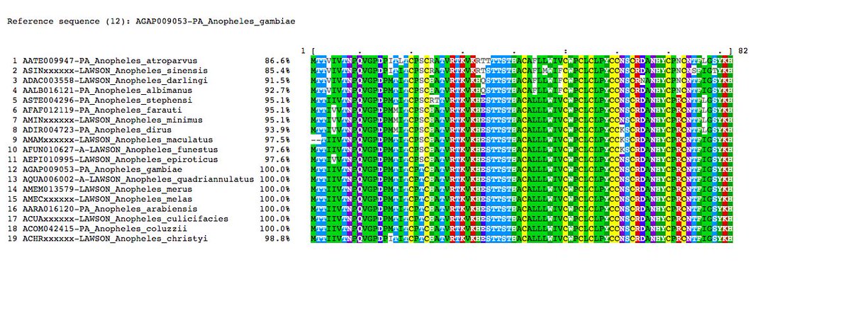 VBannotator's tweet image. LL3, lipopolysaccharide induced TNF alpha transcription factor 3. 6 novel, 2 splits, and 3 edits. #maculatus is partial missing the first exon. #Anopheles #VBannotation