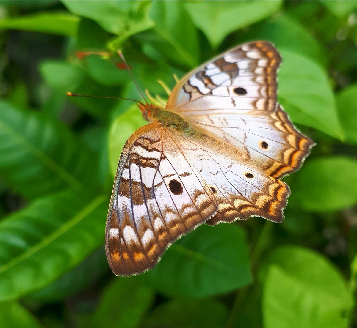 travel_hippi's tweet photo. Spotted this pretty one in the middle of Bocas Town.
#Pretty #Downtown
#Bocas #BocasdelToro #Panama #Caribbean #Butterfly #StreetPhotography #WhileIWasWalking #IslandLiving #LivingAboard https://t.co/K6dMgnDVMy