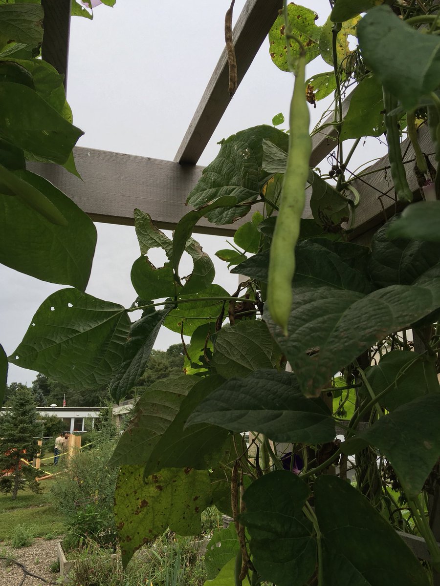 MissBrooten's tweet image. The bush beans we grew and planted last spring are ready for harvest! 🌱 @BedwellSchool @MrKolmer #thirdgradescience