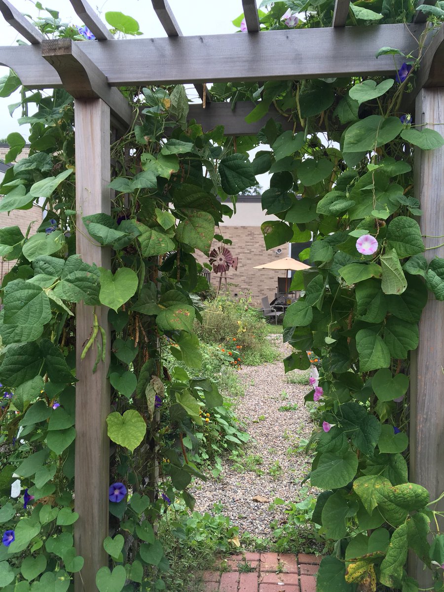 MissBrooten's tweet image. The bush beans we grew and planted last spring are ready for harvest! 🌱 @BedwellSchool @MrKolmer #thirdgradescience