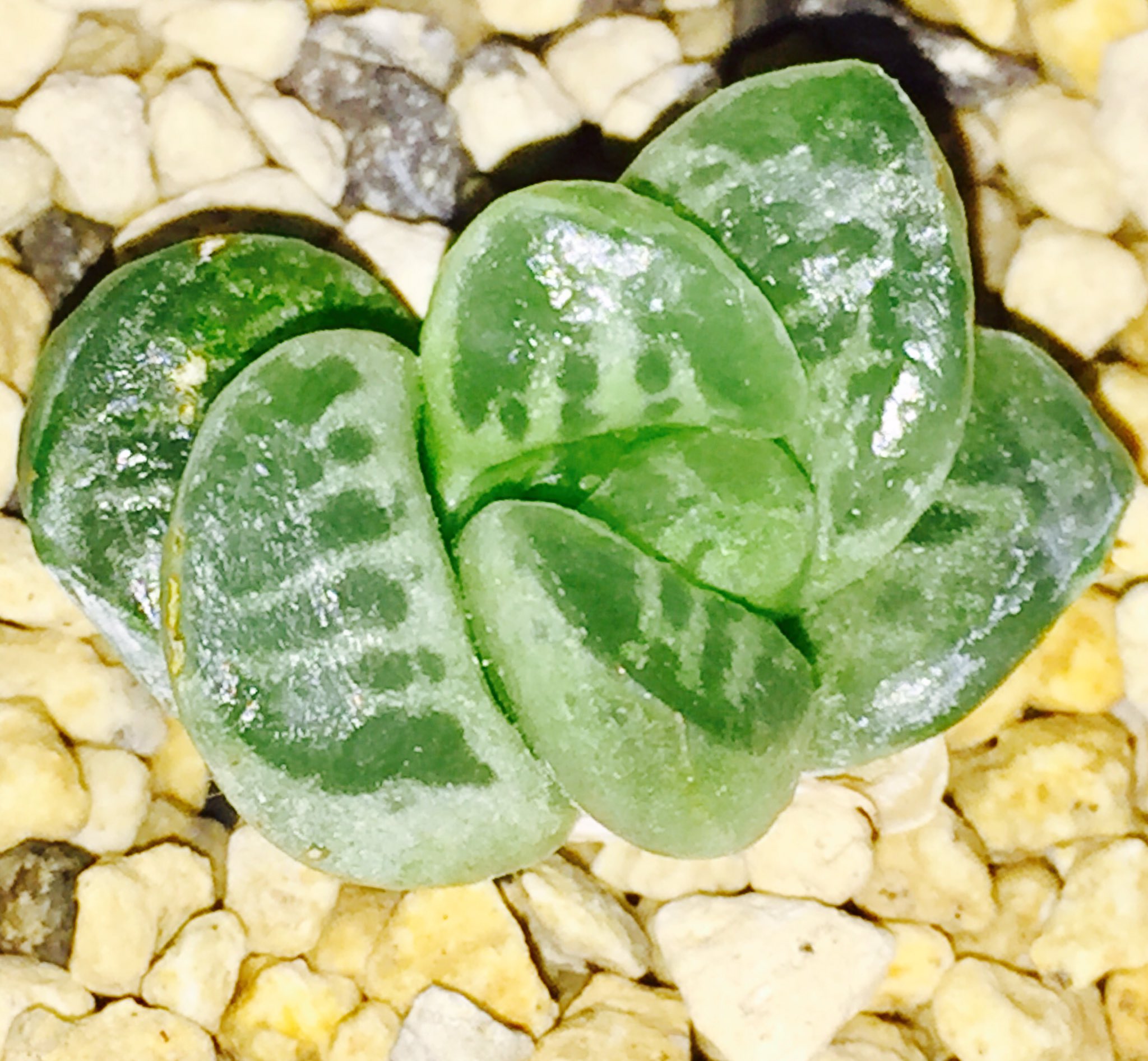 多肉植物 ハオルチア 蛙玉 02 ハオルチア】 蛙玉 品種系ハオルチア 玉扇