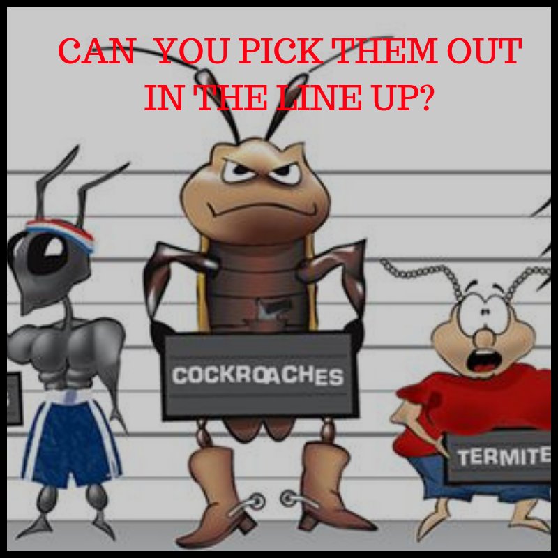 ForrestExterm's tweet image. Whats the line up like at your home? #pestcontrol #moisturecontrol forrestexterminating.com