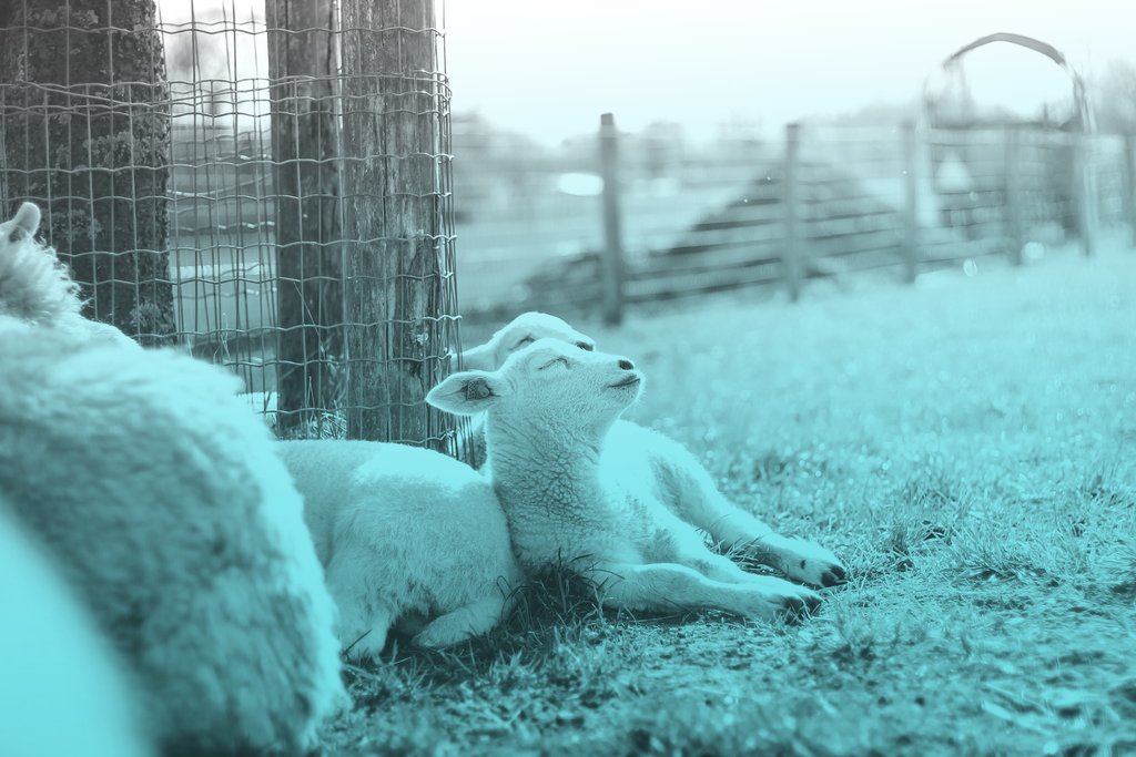 PuffinPackaging's tweet photo. We might not get to sunbathe like this little guy this weekend ☔️ But we certainly will be chilling out 🤗 #FridayFeeling #fridayfun #ecofriendly #nature #wool #puffinpackaging https://t.co/k8OaklHnQN