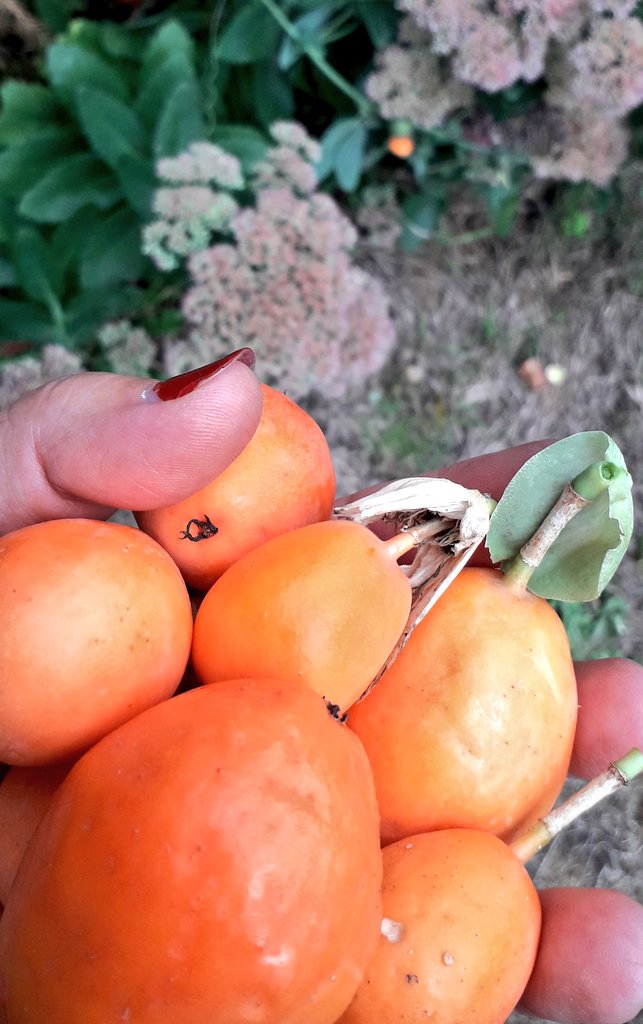 Liftcopywriting's tweet image. My kind of #freefood. A warm summer means I&apos;ve been watching these beauties ripen up from my desk for the past few weeks #passionflower