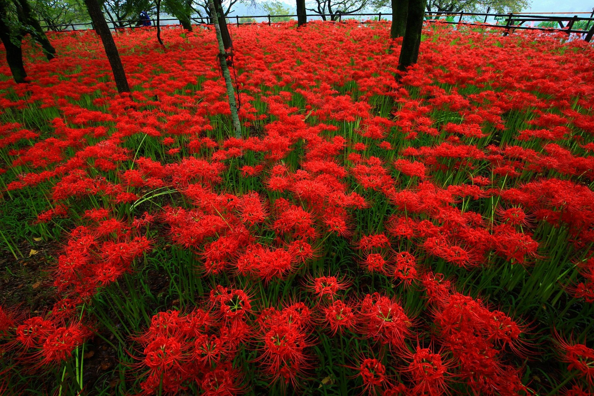 京都もよう 日本旅もよう Kyoto Moyou Tabi Moyou Al Twitter 番外編 埼玉県 巾着田の彼岸花 遠いので行くか迷いましたが 今年あるものが来年もあるとは 限らないため思いきって行きました 彼岸花 曼珠沙華 ヒガンバナ 巾着田 巾着田曼珠沙華 京都もよう 日本旅もよう Kyoto Moyou Tabi Moyou Al Twitter 番外編 埼玉県 巾着田の彼岸花 遠いので行くか迷いましたが 今年あるものが来年もあるとは 限らないため思いきって行きました 彼岸花 曼珠沙華 ヒガンバナ 巾着田 巾着田曼珠沙華