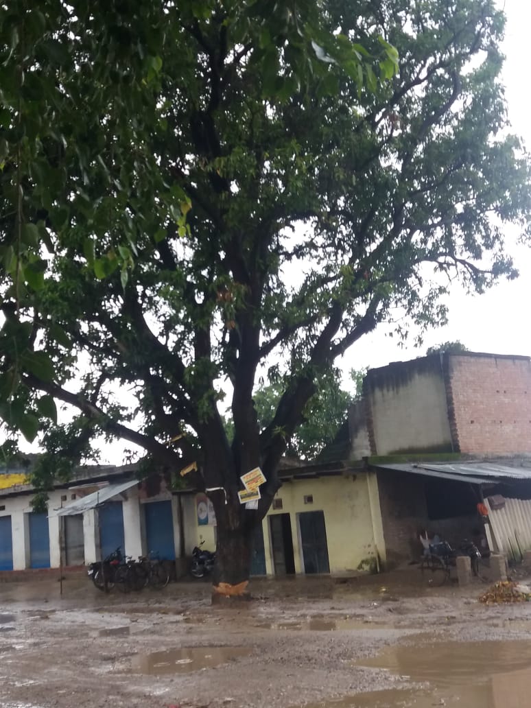 sureshkumar8585's tweet image. @nitin_gadkari @nitin_gadkari सड़क निर्माण में जिगना थाने के पास में मौत को दावत देते ये जड़ से आधे से ज्यादा कटे हुए पेड़ 3 दिन से पड़े है ये पेड़ इलाहाबाद और मिर्ज़ापुर हाईवे पर ही है। जिससे पेड़ के नीचे बने मकान के लोग और  सड़क पर से गुजर रहे लोगो के बीच भय बना है।