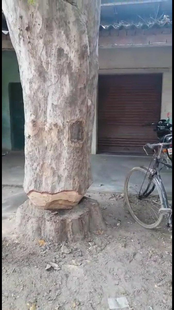 sureshkumar8585's tweet image. @nitin_gadkari @OfficeAPatel  सड़क निर्माण में जिगना थाने के पास में मौत को दावत देते ये जड़ से आधे से ज्यादा कटे हुए पेड़ 3 दिन से पड़े है ये पेड़ इलाहाबाद और मिर्ज़ापुर हाईवे पर ही है। जिससे पेड़ के नीचे बने मकान के लोग और  सड़क पर से गुजर रहे लोगो के बीच भय बना है।
