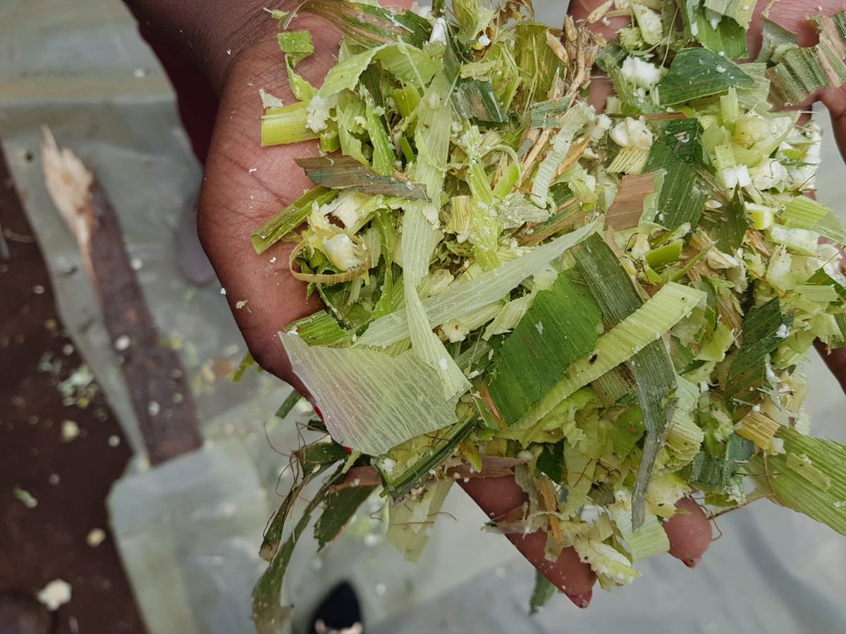 ISLA_Kenya's tweet photo. Livestock grazing has an impact on forest regeneration. ISLA Kenya is supporting farmers who live adjacent to the South West Mau to improve livestock productivity on-farm. In partnership with SNV, silage preparation training began at Kwenet demo farm. @winnie_mwaniki @IDH_buzz https://t.co/hxyrBjZbYX