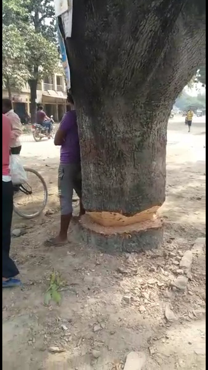 sureshkumar8585's tweet image. @nitin_gadkari @nitin_gadkari सड़क निर्माण में जिगना थाने के पास में मौत को दावत देते ये जड़ से आधे से ज्यादा कटे हुए पेड़ 3 दिन से पड़े है ये पेड़ इलाहाबाद और मिर्ज़ापुर हाईवे पर ही है। जिससे पेड़ के नीचे बने मकान के लोग और  सड़क पर से गुजर रहे लोगो के बीच भय बना है।