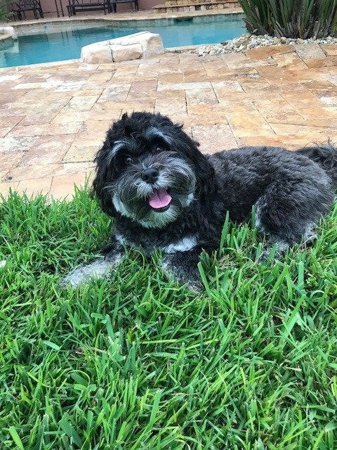 HealthyCollier's tweet image. Have you included your furry friends in your #DisasterPlan? If it's not safe for you, it's not safe for your animals! Learn more about pet safety during emergencies
bit.ly/2MTzggY