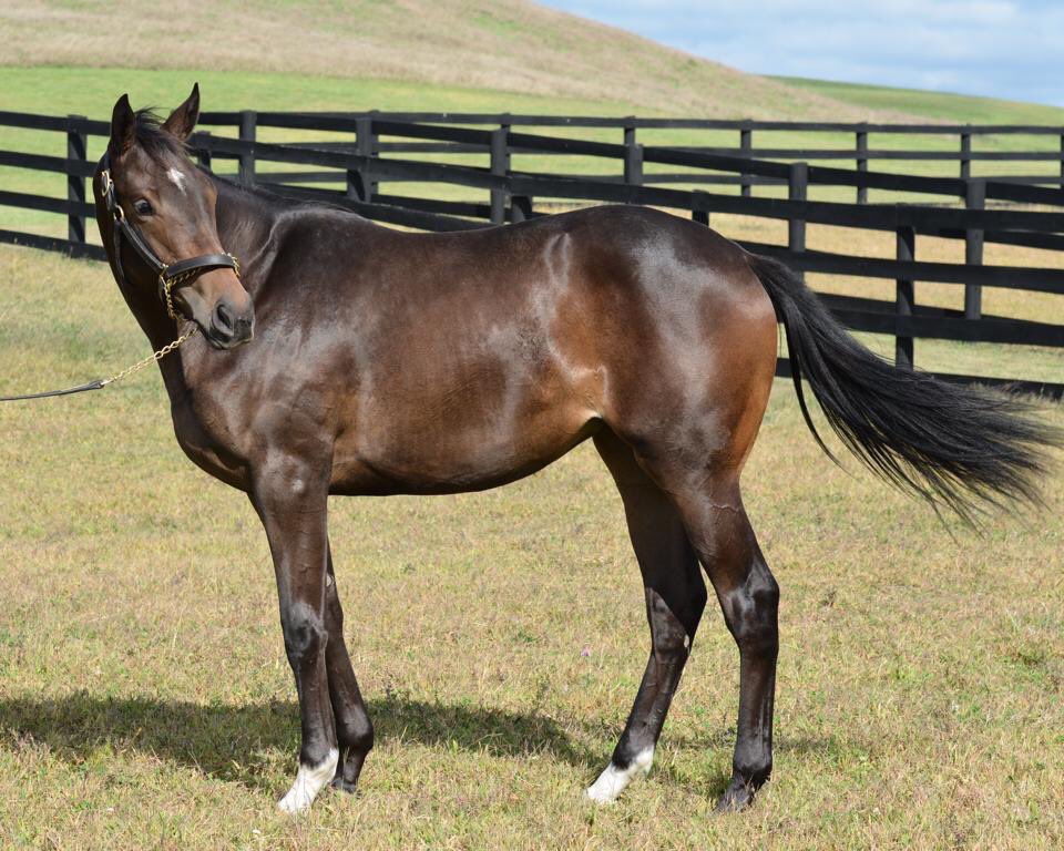 ZillaStable's tweet photo. @sebcourtney @Kitkat8298 @acacia_courtney @LindaC2010 @Kimbchr @jmg27_janet These are beautiful! Ironically it symbolizes the warmth (love)you provide them.  Speaking of “Star Baby” here are some yearling pictures that popped up on my FB Memories today. #starbaby https://t.co/tEyv16crmf