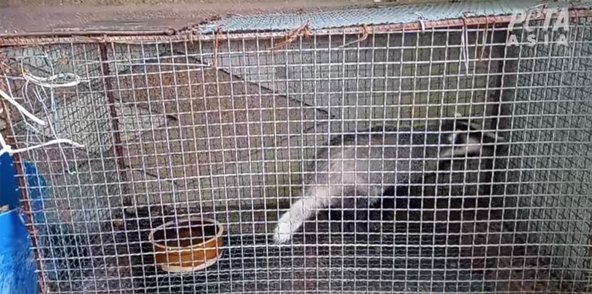 PETA on Twitter "VICTORY! NYShavingCo has dropped all animalhair