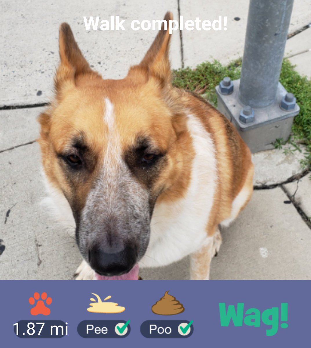 ChefKnight's tweet image. Just Finished a dog walk on Wag! Use my promo code LAURA6550 for $50 in FREE Wag! credit! Play store: goo.gl/zJmGA8