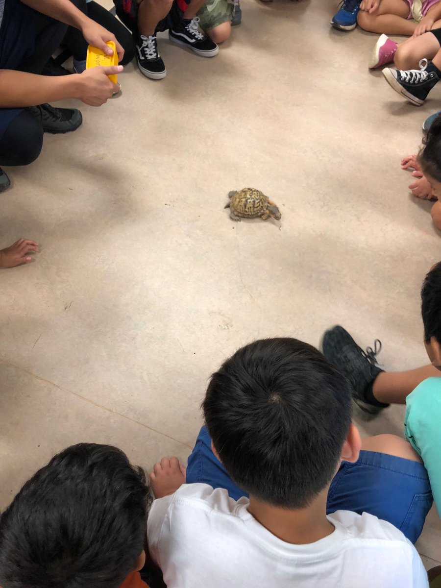 MzShaw3rd's tweet photo. Lunch for the turtle at the Outdoor Lab with the third graders!@abingdon GIFT https://t.co/ErpRYt4tvx