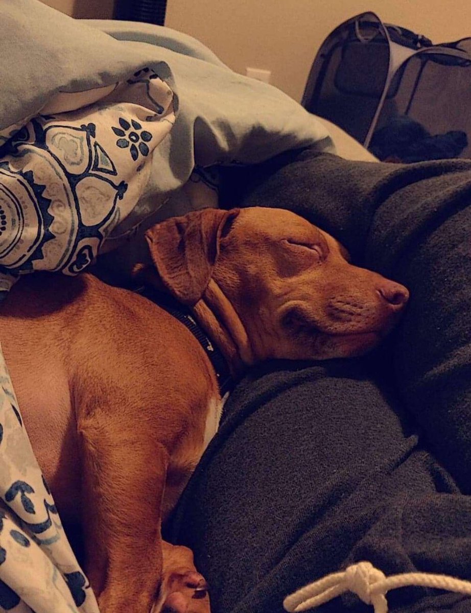 dog_rates's tweet image. This is Doby. He has severe separation anxiety and managed to run away while his owners weren’t home. He was hit by a car and left on the side of the road. He broke a lot of things but is working hard to get better. You can help him do that below. 13/10

gofundme.com/help-for-doby