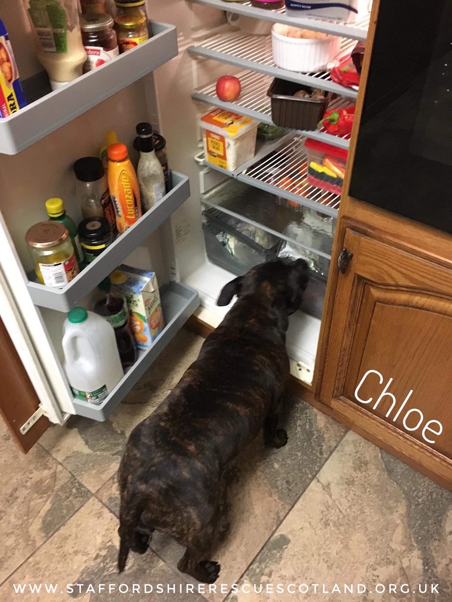 Evening, Chloe here. I have some news, I’ve been on trial on a #foreverhome, so paws crossed. And look at this fridge, how is a girl supposed to loose weight? Everything’s so yummy! 
#adoptdontshop #staffies #fridayfeeling #dogslovefood #dogsinfoster #dogsforadoption #RescueDogs