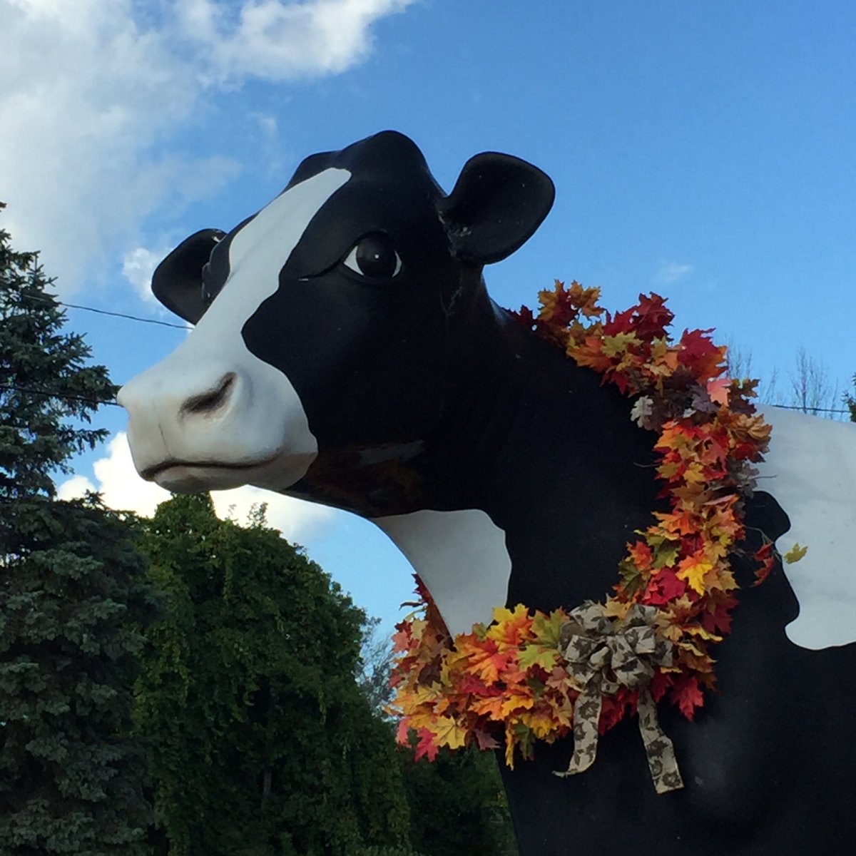 CheeseWilliams's tweet photo. Stop in for your favorite cheese and samples on your way "Up-North" this weekend, we'd love to see you. #samples #cheese #cheesestore #factory #williamscheese #dairy #cheeselovers #food #cow #comfortfood #cheesy #delicious #sogood https://t.co/zX0hb4VoXU