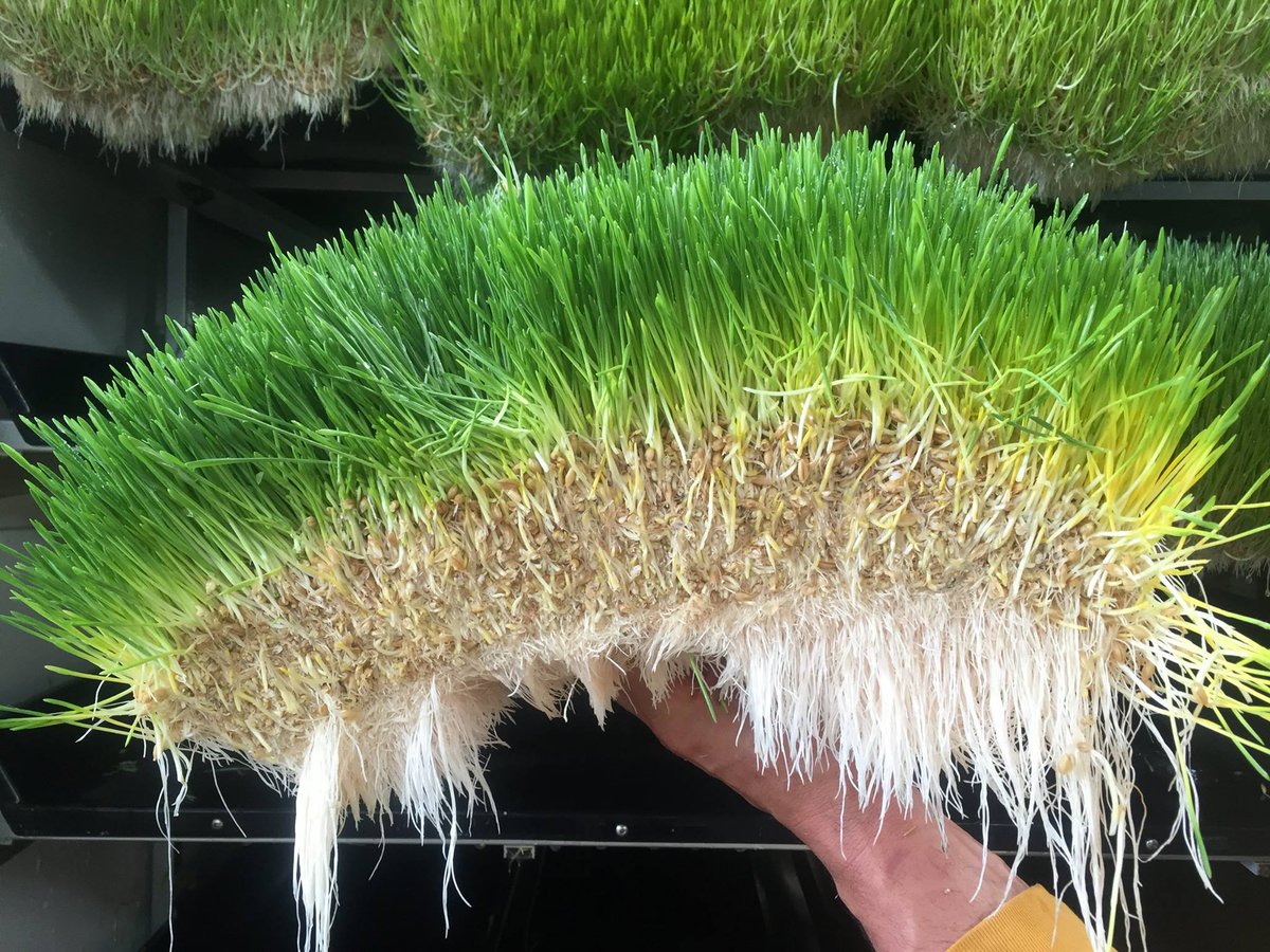 FodderGroup's tweet photo. We build large scale fodder projects that can grow unlimited amounts of fresh, nutritious livestock feed. Large enough to drought proof a country, like Australia. 

#fodder #fodderfed #livestockfeed #fresh #seedtofeedin4days #useslesswater #environmentallyfriendly #green https://t.co/HSNtRxJzP2