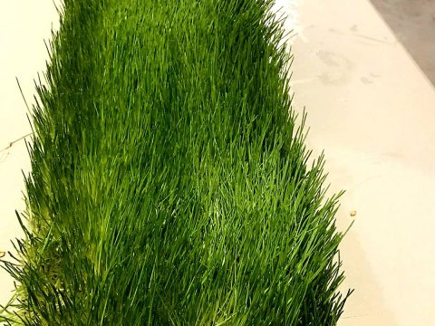 FodderGroup's tweet photo. We build large scale fodder projects that can grow unlimited amounts of fresh, nutritious livestock feed. Large enough to drought proof a country, like Australia. 

#fodder #fodderfed #livestockfeed #fresh #seedtofeedin4days #useslesswater #environmentallyfriendly #green https://t.co/HSNtRxJzP2