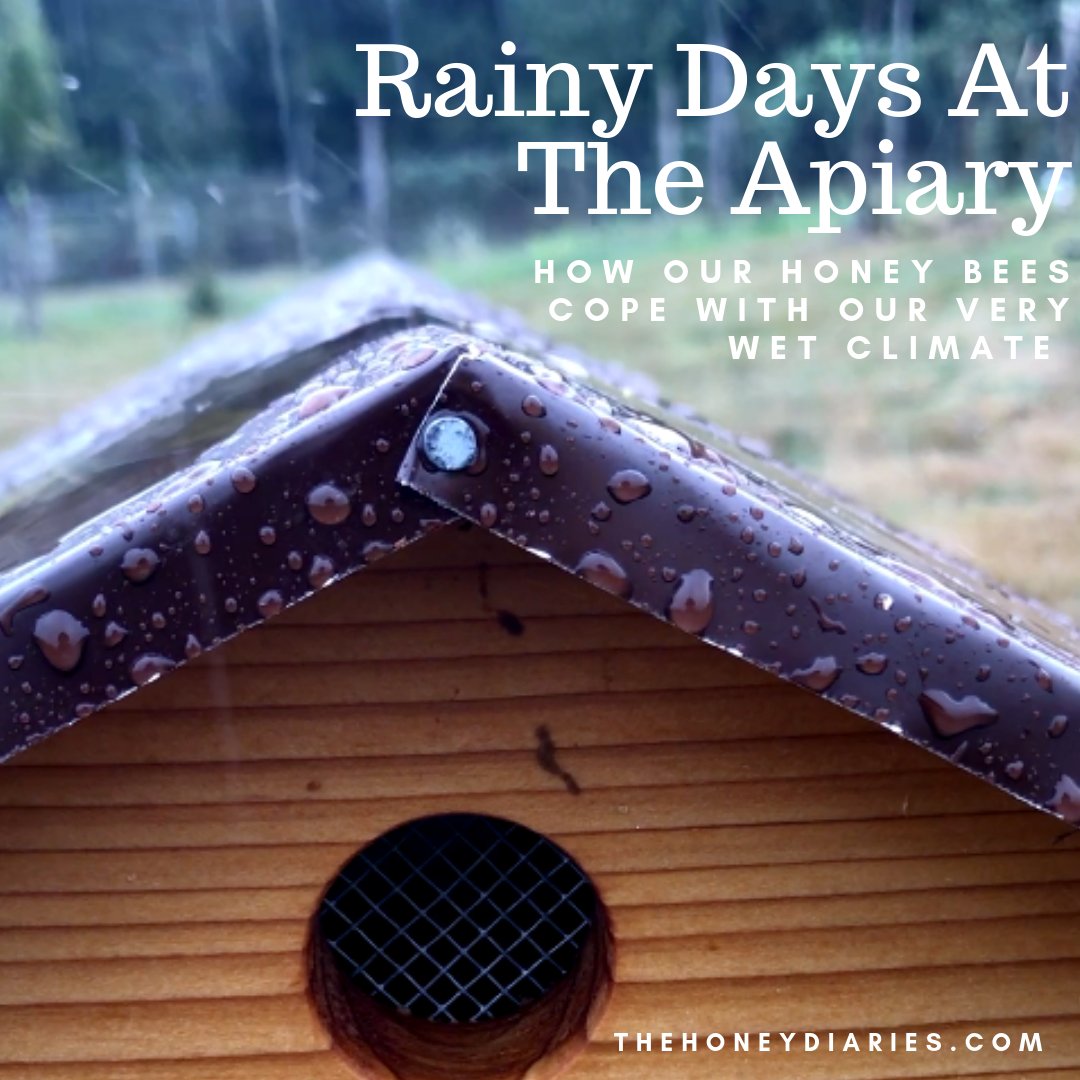Anyone else worried about our little honey bees when the rain starts to downpour? My research on bees in the rain helped ease my mind. Check out our blog post all about it! 🐝⛈☂️